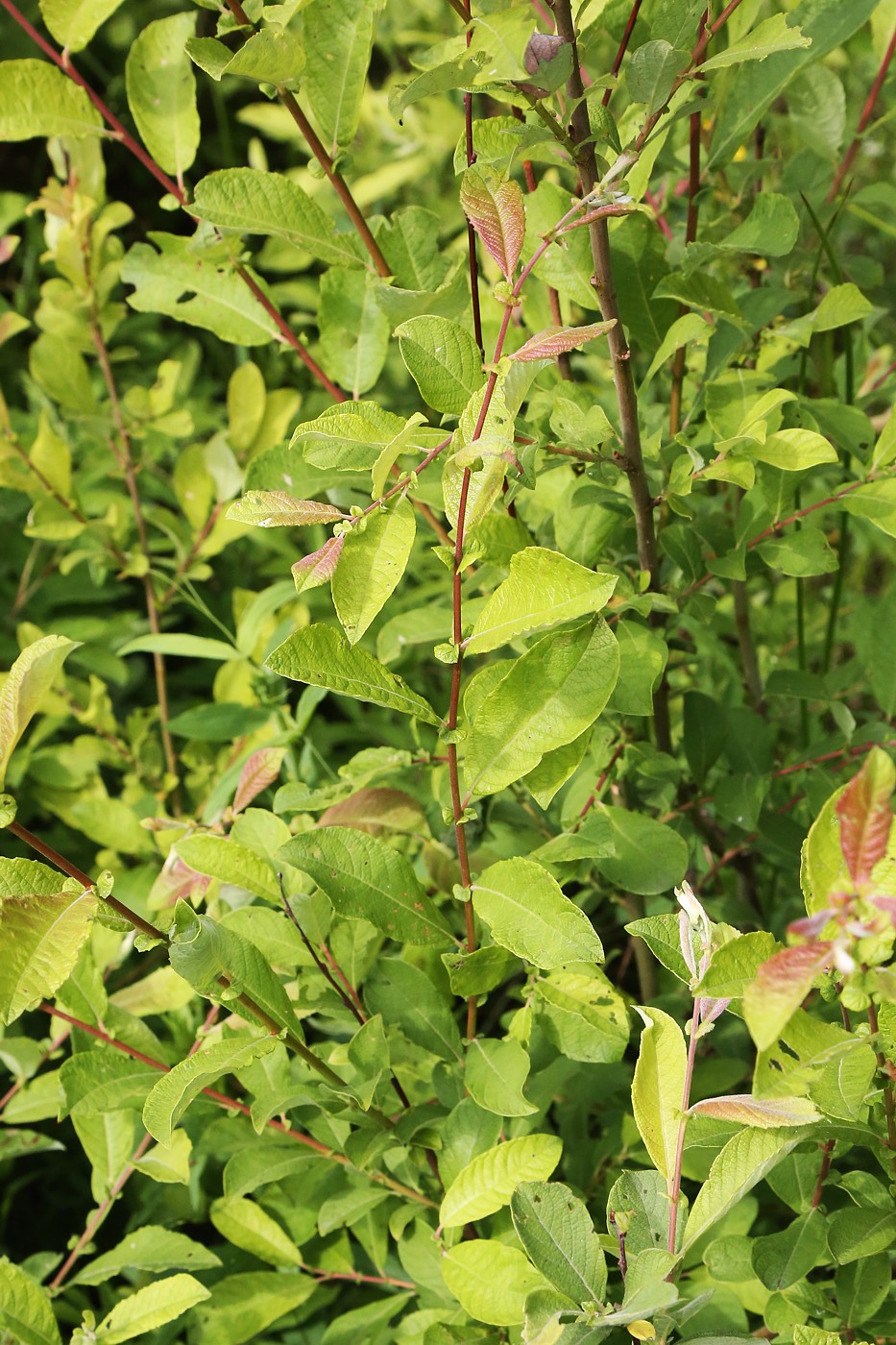 Изображение особи Salix aurita.