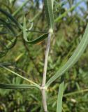 Gypsophila paniculata