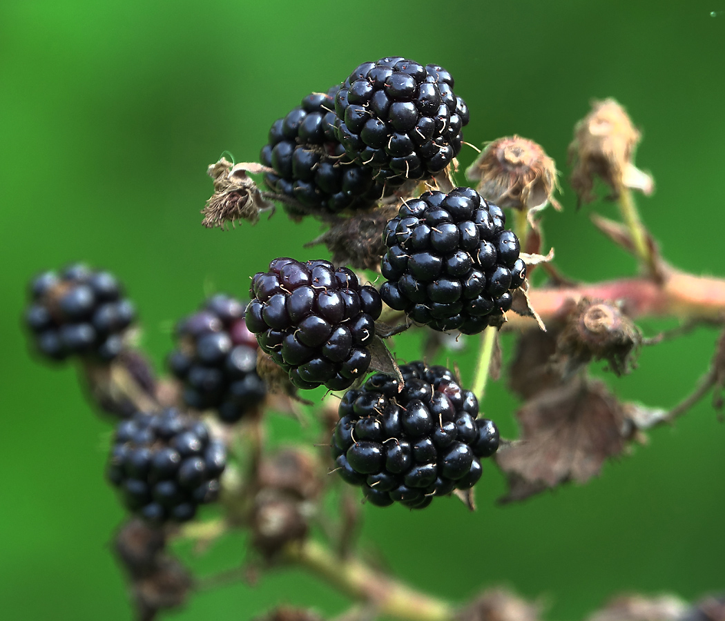 Изображение особи Rubus allegheniensis.