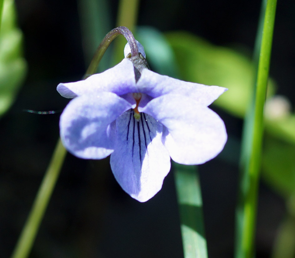 Изображение особи Viola epipsiloides.