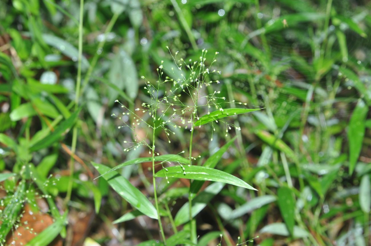 Изображение особи семейство Poaceae.