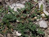 Astragalus humilis