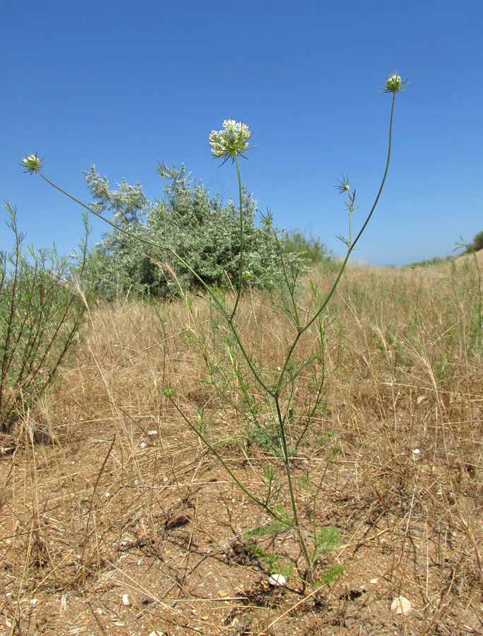 Изображение особи Daucus guttatus.