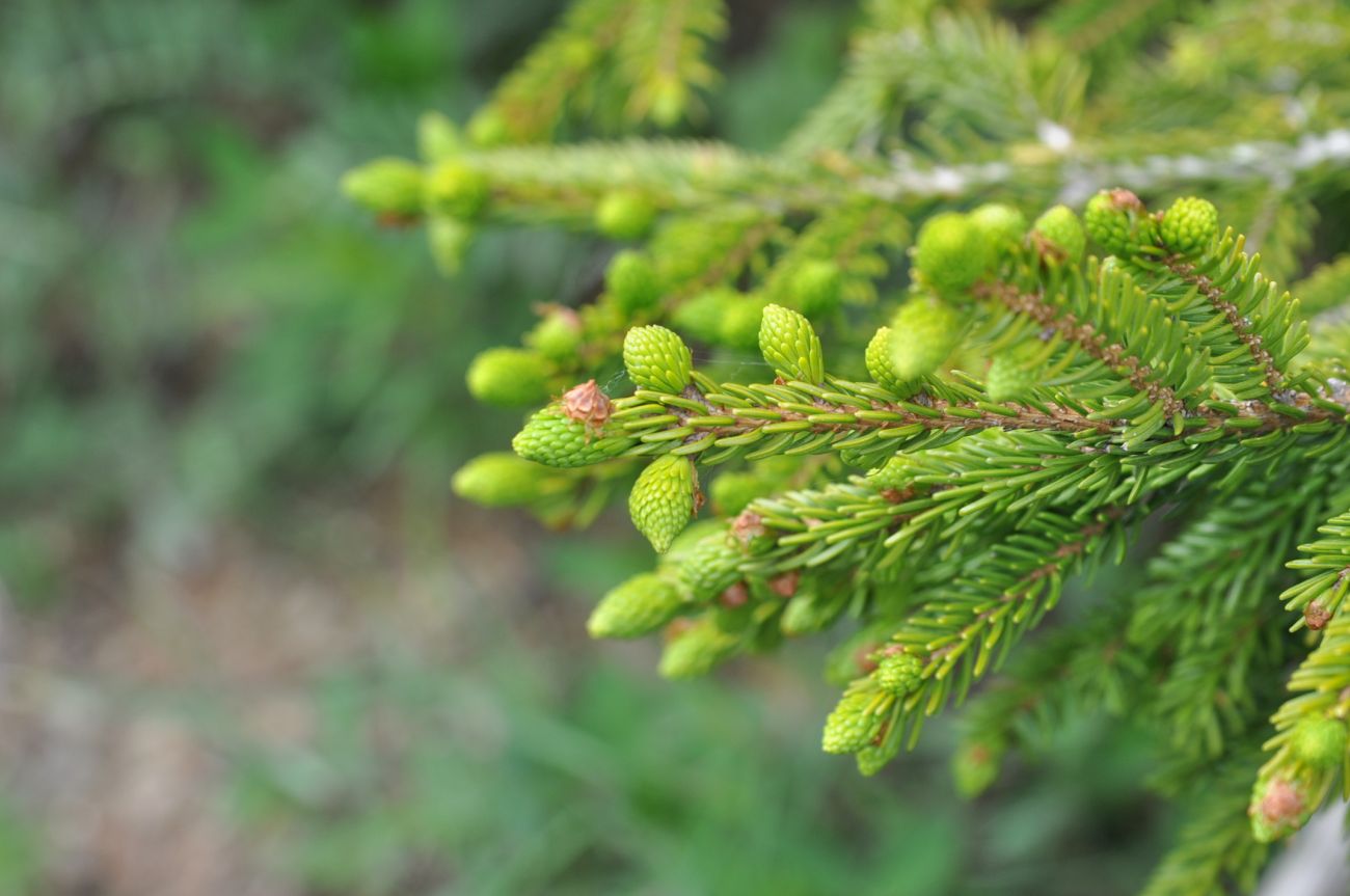 Image of Picea orientalis specimen.