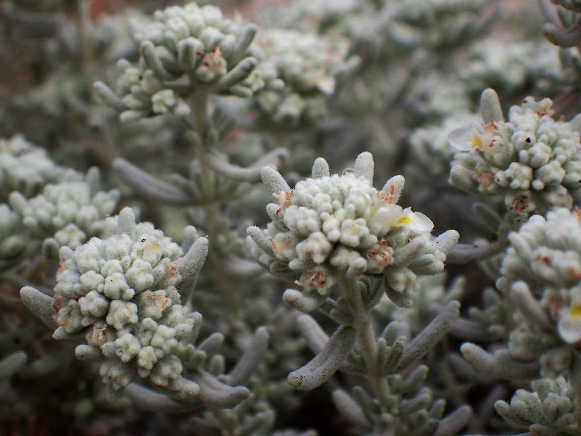 Изображение особи Teucrium capitatum.