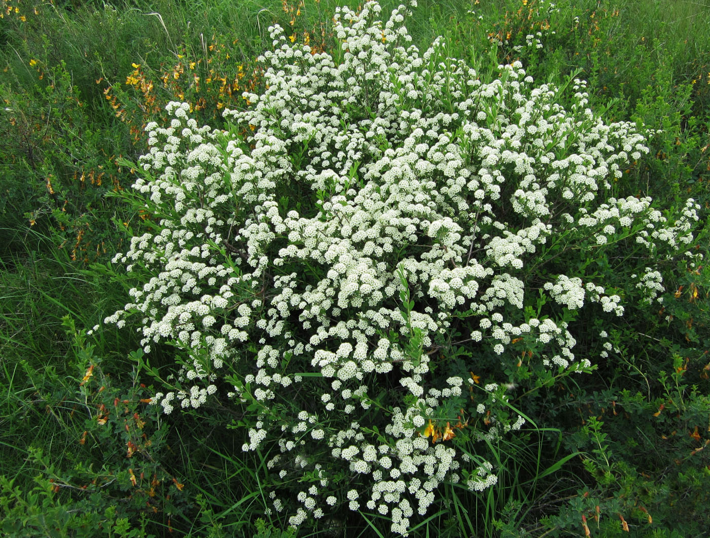 Изображение особи Spiraea crenata.