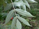 Sambucus sibirica. Лист (нижняя сторона). Красноярский край, окр. г. Красноярск, заповедник \"Столбы\", смешанный лес, обочина дороги. 13.08.2018.