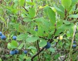 Vaccinium uliginosum