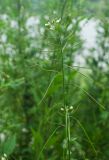 Arabis pendula