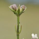 Asperula cretacea