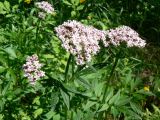 Valeriana amurensis