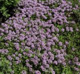 Thymus serpyllum