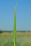 Dianthus lanceolatus