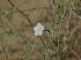 Convolvulus hamadae