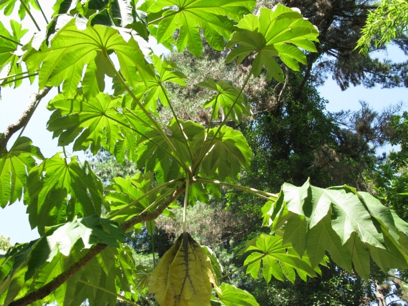 Изображение особи Tetrapanax papyrifer.