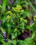 Solidago subspecies dahurica