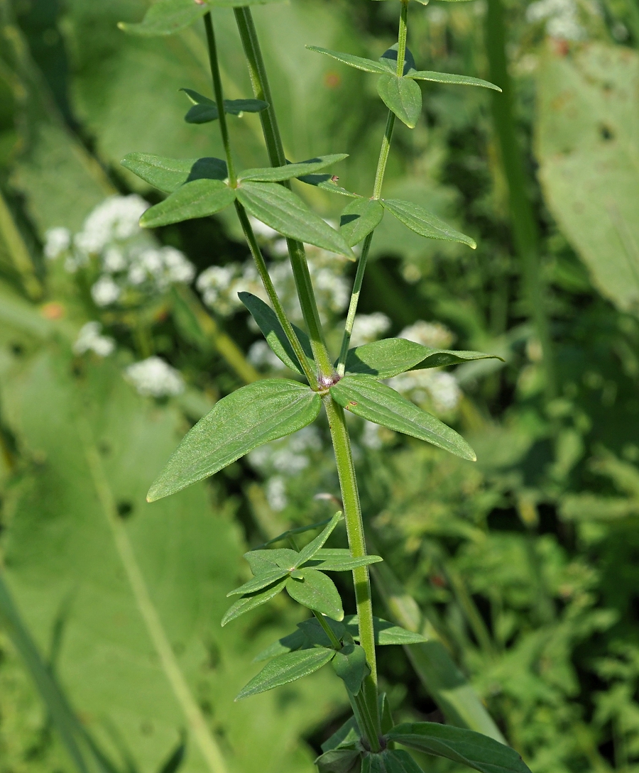 Image of Galium boreale specimen.