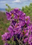 Rhododendron sichotense. Верхушка цветущего растения. Южное Приморье, Сихотэ-Алинь, басс. р. Киевка, окр. с. Лазо. 04.05.2005.