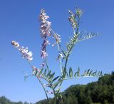 Vicia tenuifolia. Верхушка цветущего растения. Украина, Харьковский лес возле пгт Пятихатки. 30.05.2011.