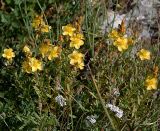 Hypericum subspecies alpestre