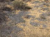 Neurada procumbens. Высохшие растения. Израиль, пески в окрестностях г. Холон. 21.11.2009.