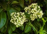 Viburnum odoratissimum