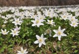 Anemone nemorosa