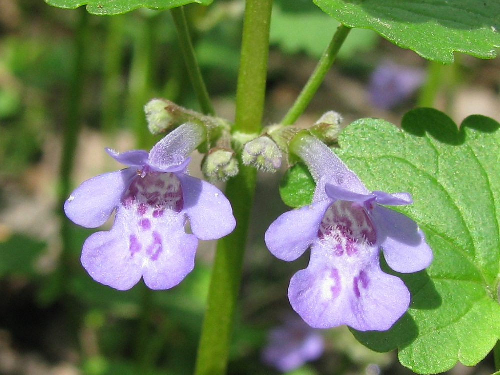 Изображение особи Glechoma hederacea.