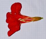 Campsis grandiflora. Цветок с частично удалённым околоцветником. Израиль, Шарон, г. Герцлия, в культуре. 28.05.2013.