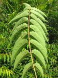 Ailanthus altissima