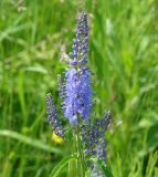 Veronica longifolia