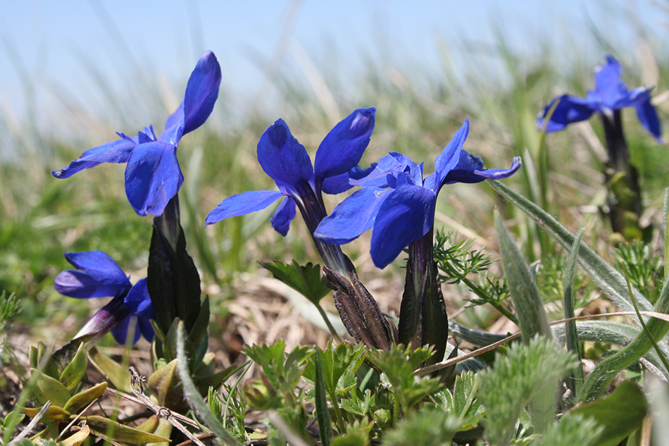 Изображение особи Gentiana angulosa.