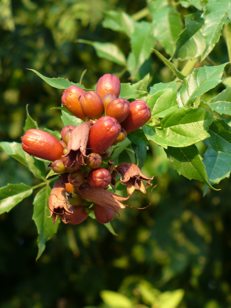 Изображение особи Campsis radicans.