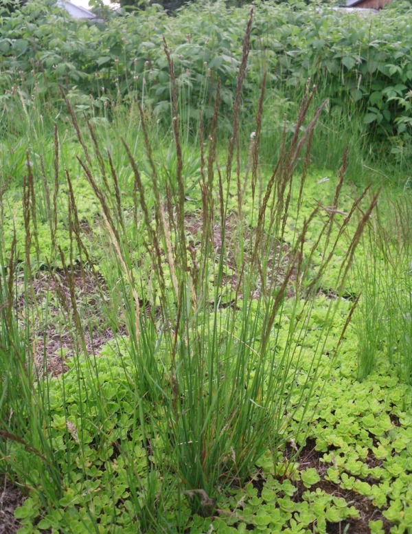 Изображение особи Agrostis canina.