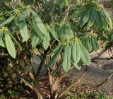 Rhododendron calophytum