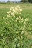 Thalictrum flavum. Верхушка цветущего растения. Восточный Казахстан, Уланский р-н, окр. с. Украинка. 06.07.2008.