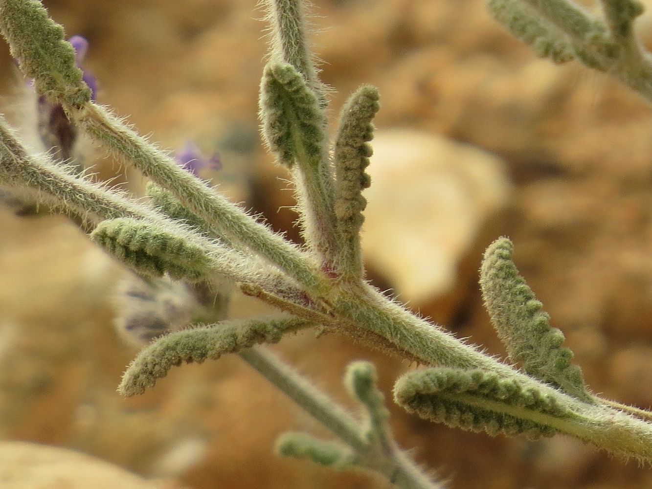 Изображение особи Salvia deserti.