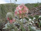 Hedysarum acutifolium. Цветущее растение. Казахстан, Зап. Тянь-Шань, подножье Таласского Алатау, каньон Коксай. 13 июня 2011 г.