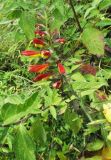 Bartsia camporum