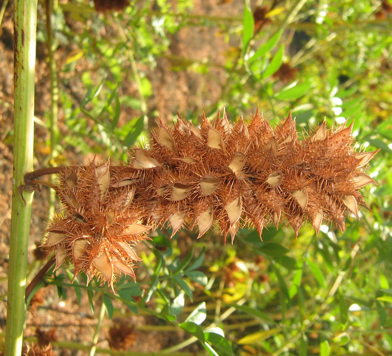 Изображение особи Glycyrrhiza echinata.