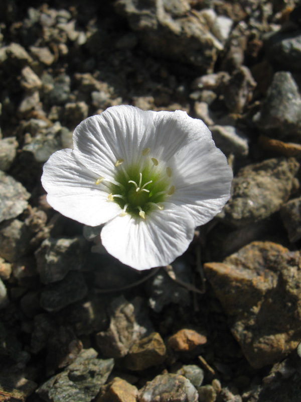 Изображение особи Cerastium lithospermifolium.