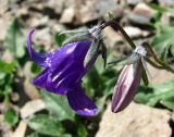 Campanula woronowii