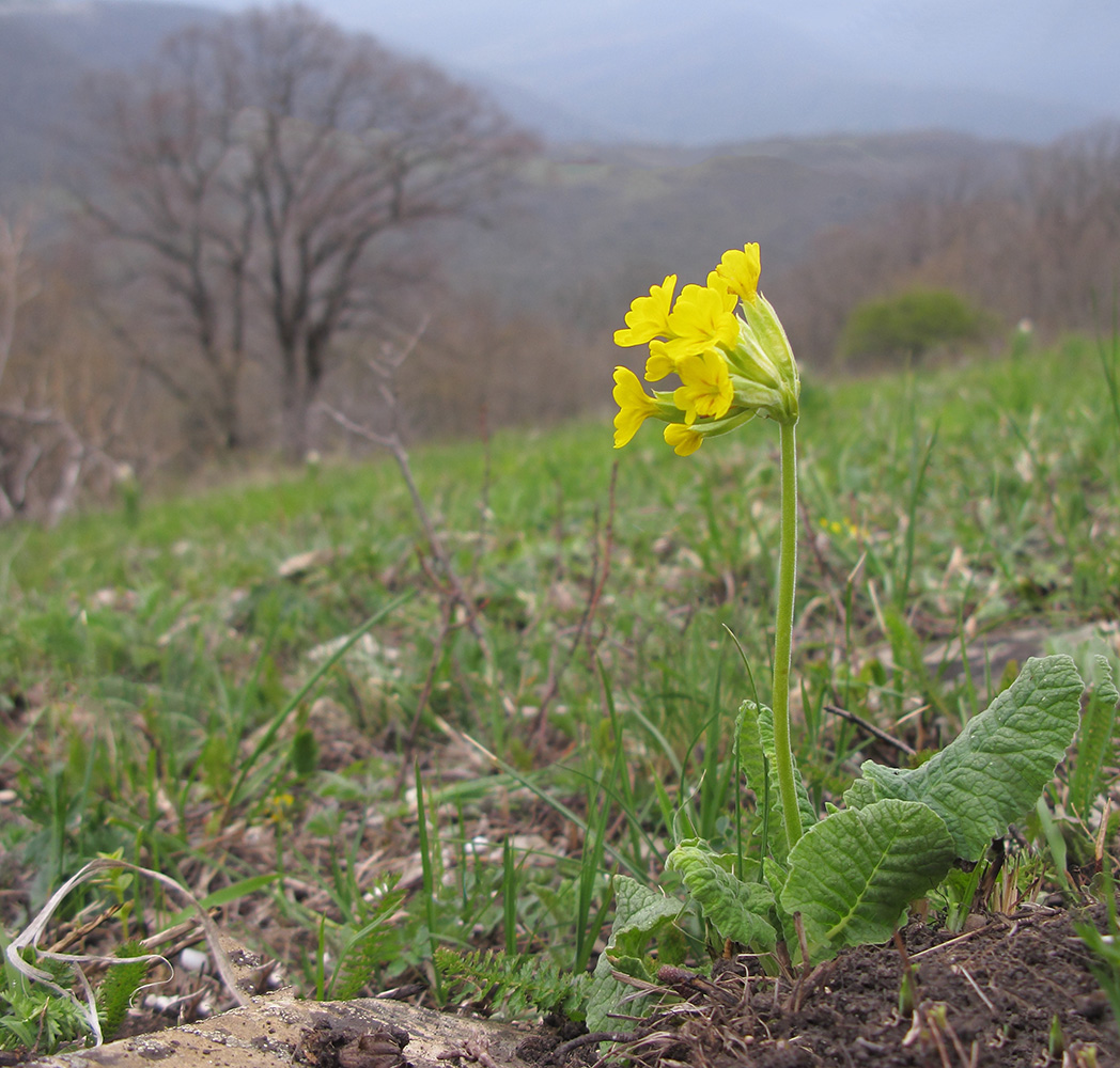 Изображение особи Primula macrocalyx.