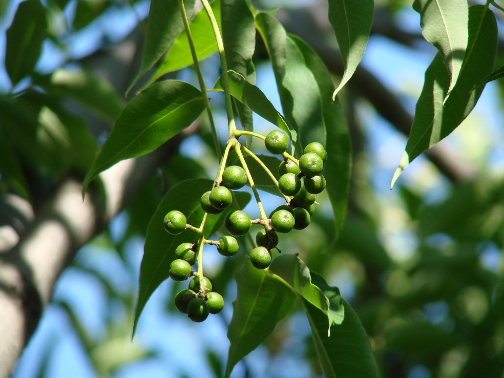 Изображение особи Phellodendron amurense.