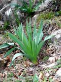 Eremurus spectabilis