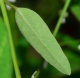 Euphorbia graminea