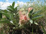 Hedysarum acutifolium