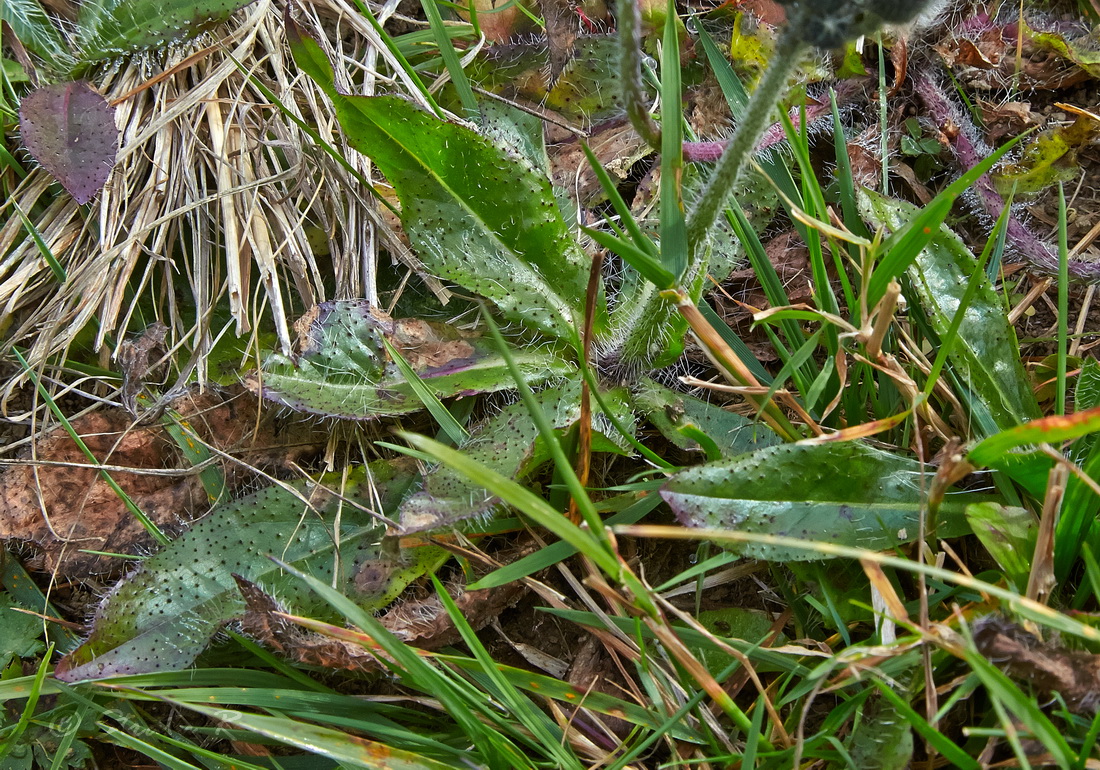 Image of Pilosella aurantiaca specimen.