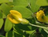 Caragana arborescens