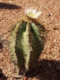 Astrophytum ornatum